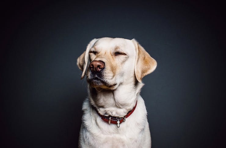 dog film festival dog film festival